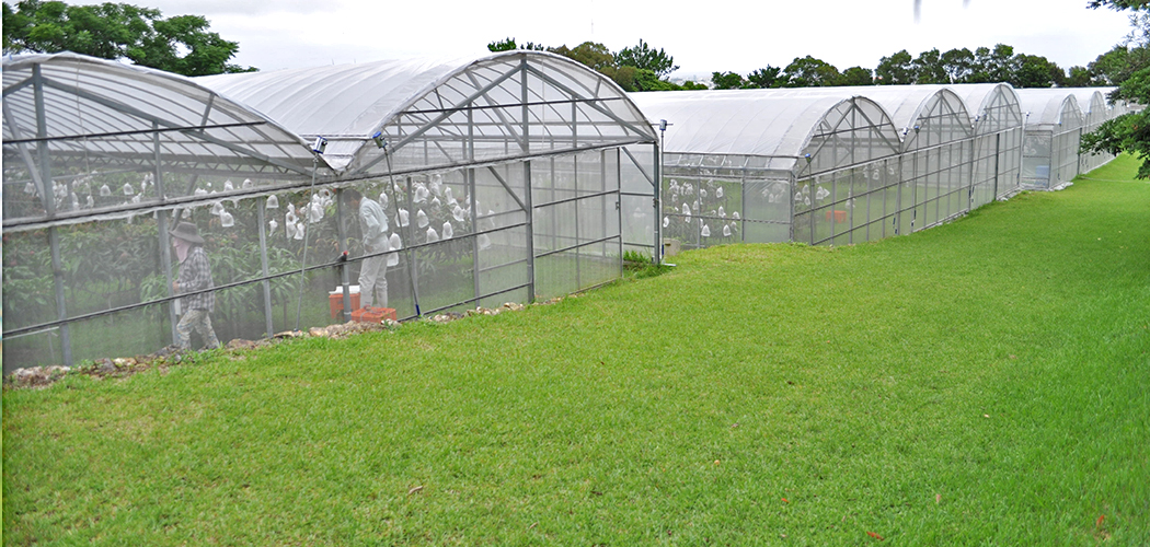 芝生で育てる理由